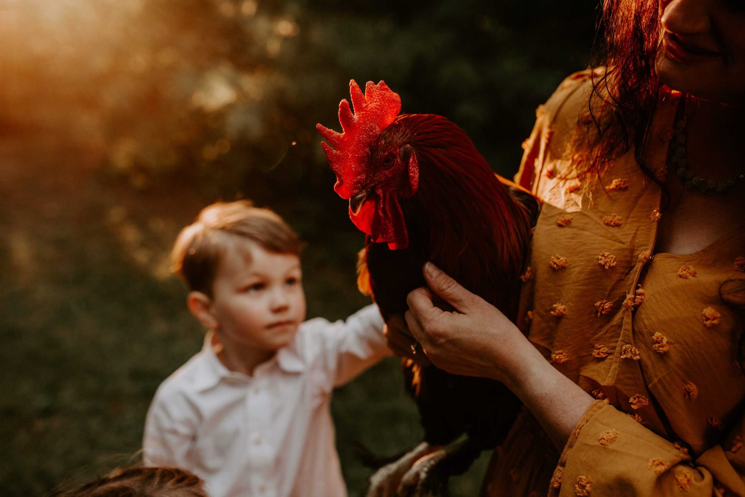 Cluckles: Why I’ll Always Have A Rooster