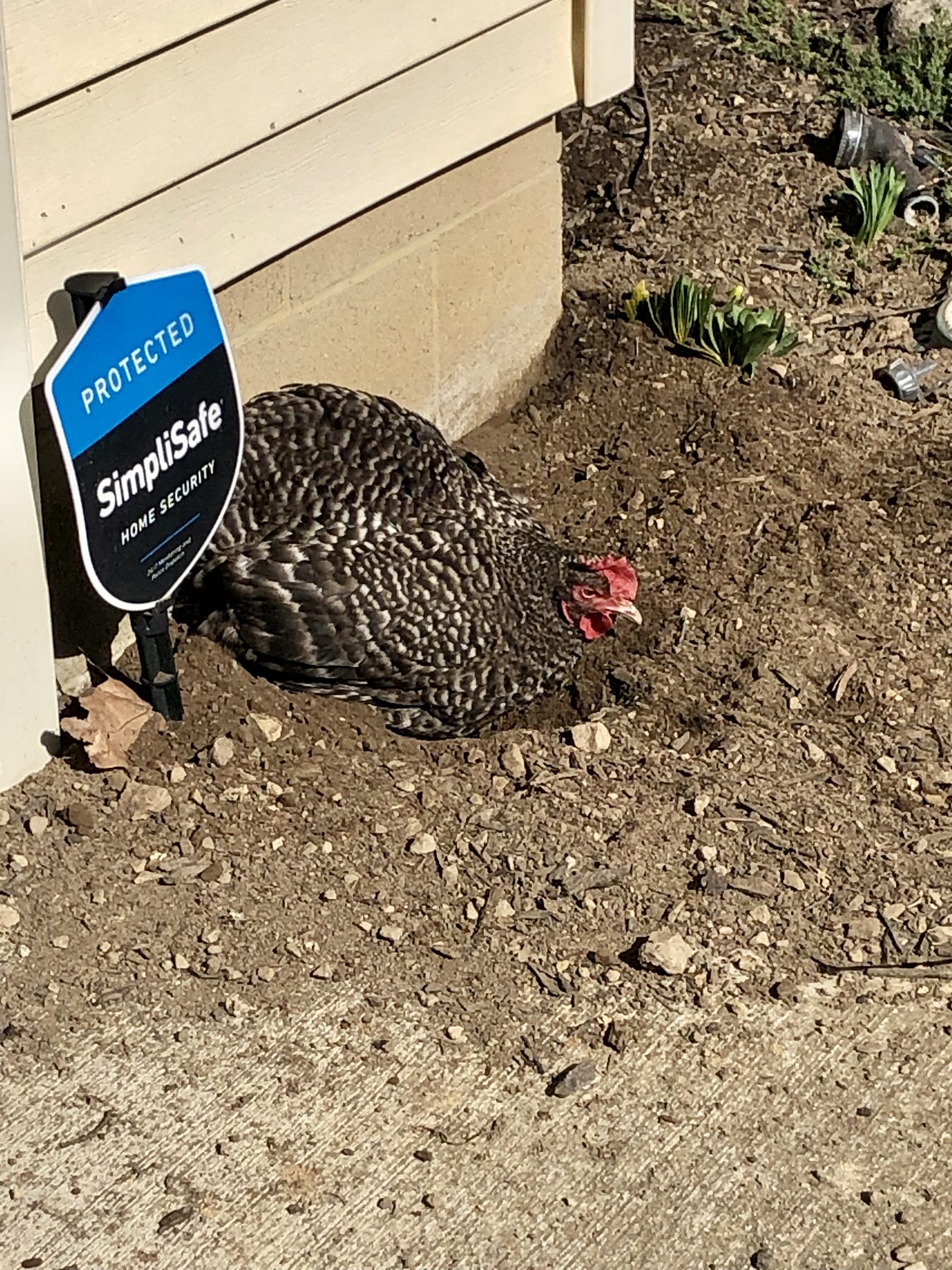 Why Do Chickens Take Dust Baths? – Lost Arrow Farm