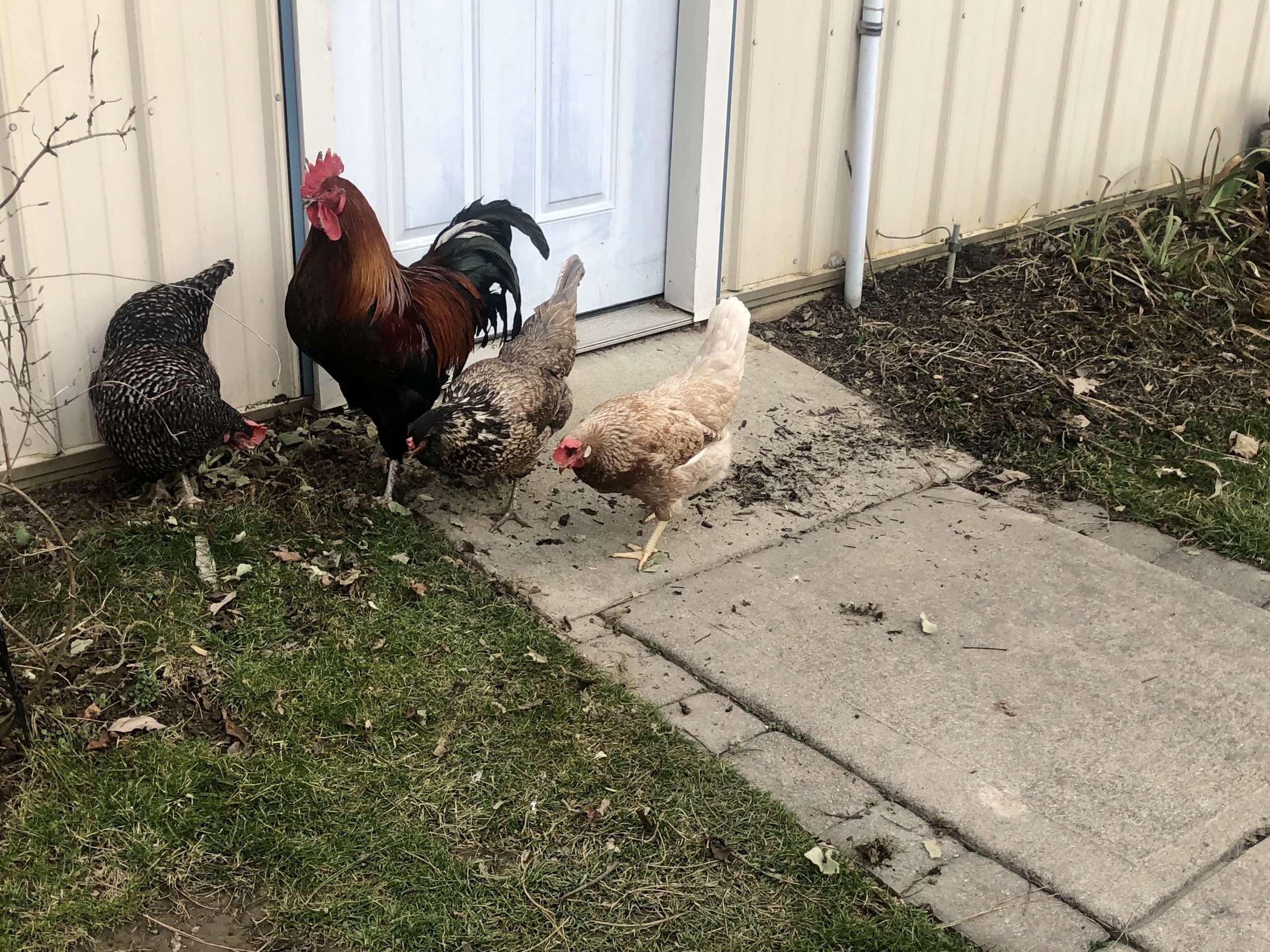 How To Properly Store Chicken Feed