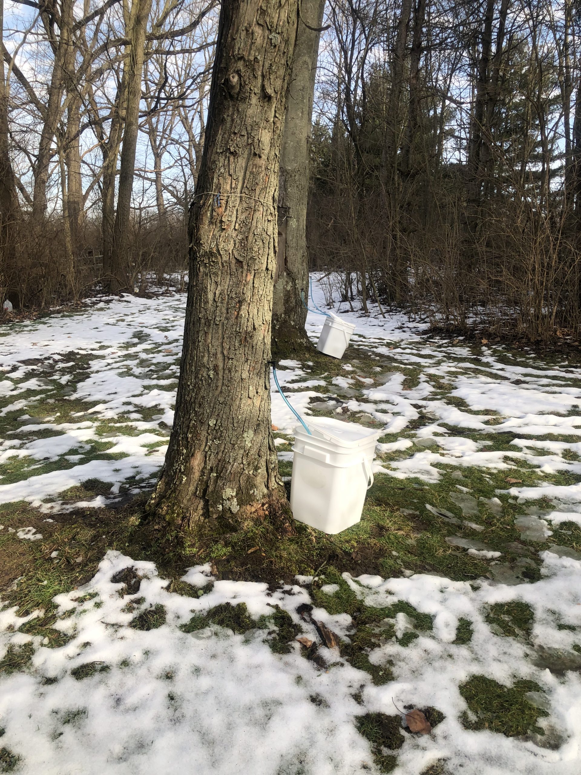 How Does Snow Affect Maple Sap Flow? And Other Sap Flow Intricacies