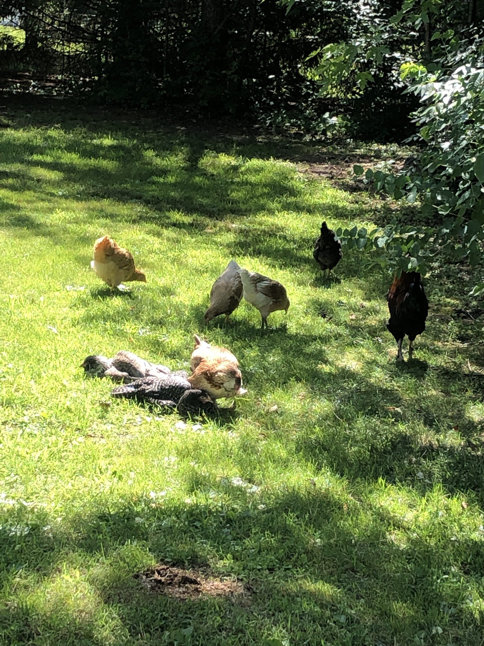 Why Do Chickens Sunbathe?