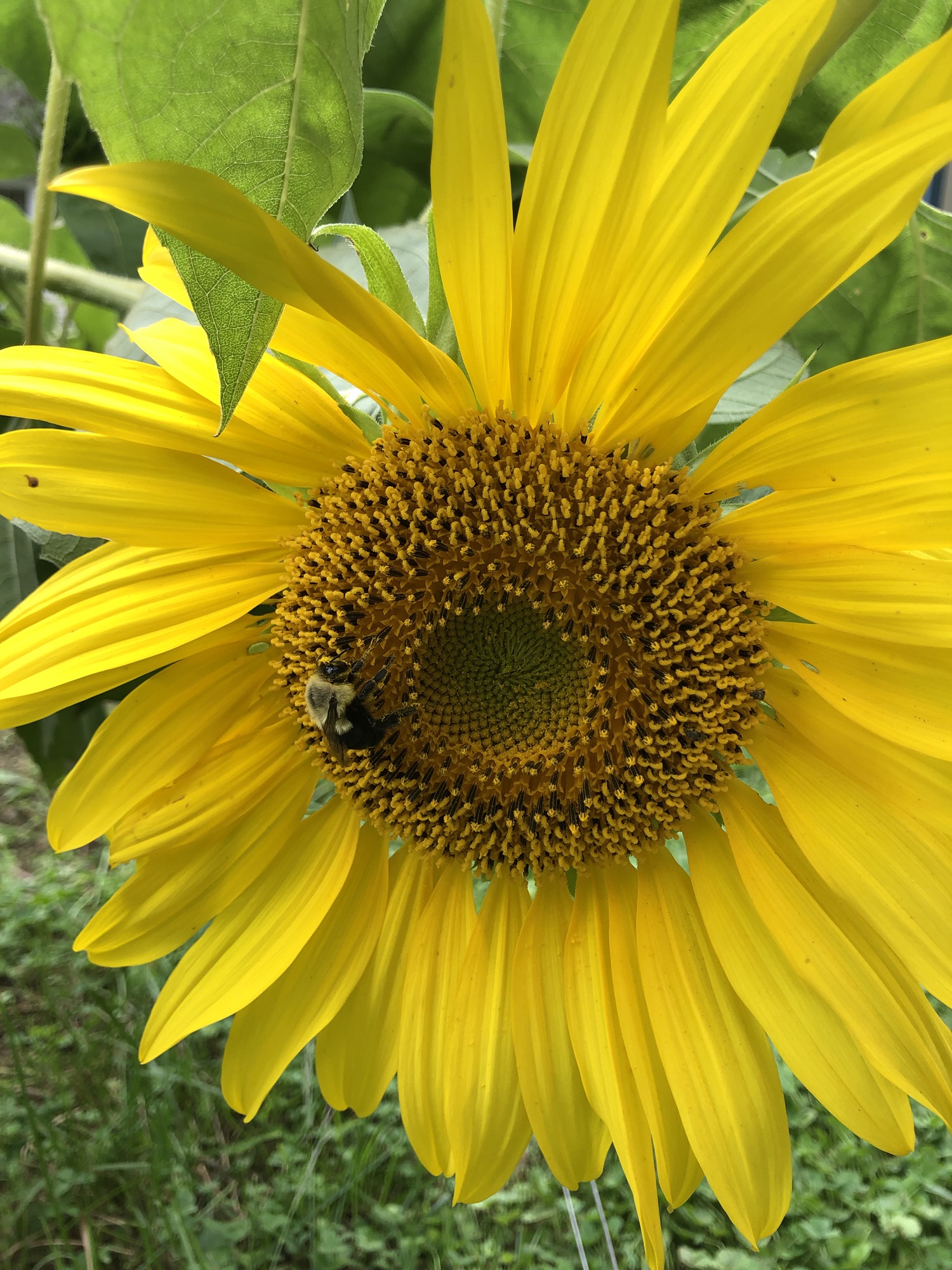 Hot Composting Basics